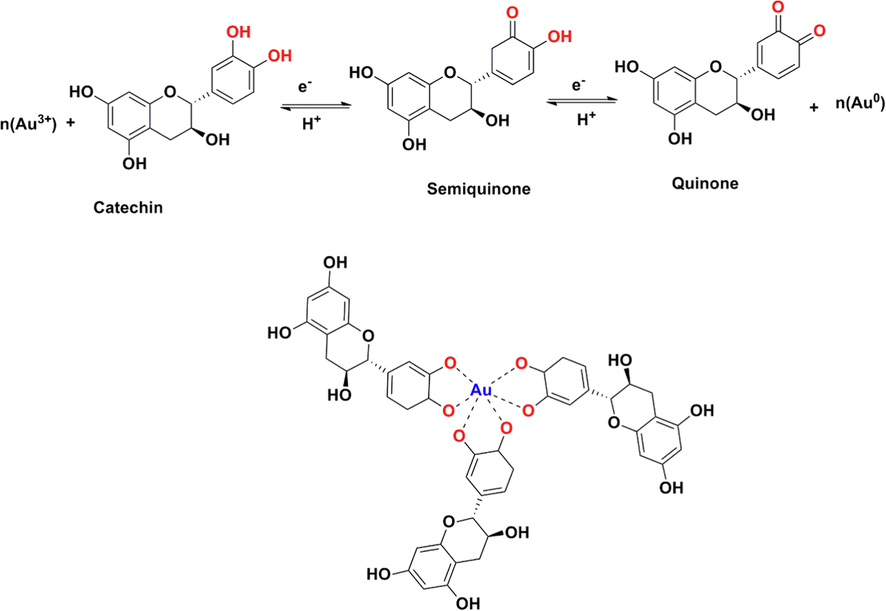 The proposed reduction of gold ions with catechin for preparation of AuNPs@PV.