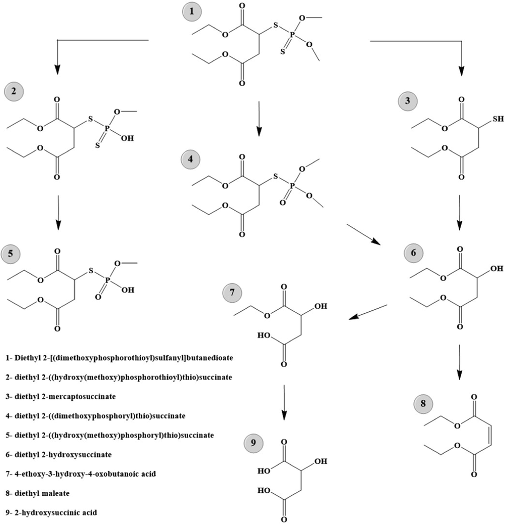 The proposed degradation pathway of MT demonstrated.