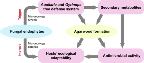 Effects of endophytes on their agarwood host trees, Aquilaria and Gyrinops.