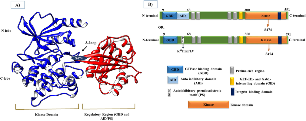 Architecture of the PAK4 protein. A) Crystal structure of PAK4 (PDB: 5UPL) highlighting the Kinase domain and Regulatory region with N-lobe, C-lobe, Activation loop (A-loop), GBD, AID/PS, and one phosphorylation site (S474) within the A loop. B) PAK4 domain structure showing important regions, including GBD, AID, PS motif, Proline-rich region, GID, β5 integrin-binding domain, and Kinase domain from the N-terminal to C-terminal.