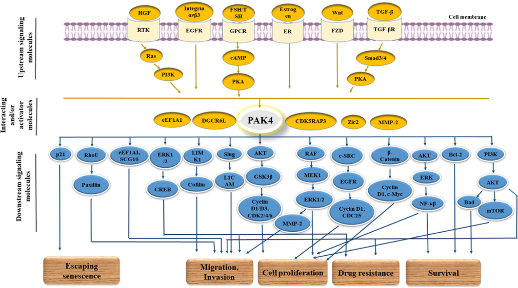 PAK4-mediated action on cancer transformation and progression of cancer along with the corresponding signaling molecules and pathways. PAK4 activation is mediated by various signaling molecules, including Ras, PI3K, HGF, FSH, Estrogen, Integrin ανβ3, etc using various types of corresponding receptors such as G protein-coupled receptors (GPCRs), receptor tyrosine kinases (RTKs), ERs, and FZD receptors, etc. That activated PAK4 contributes to cancer cell progression acting on various signaling pathways like RAF/MEK/ERK, AKT/ERK/NFκβ, PI3K/AKT, LIMK1/Cofilin, etc.