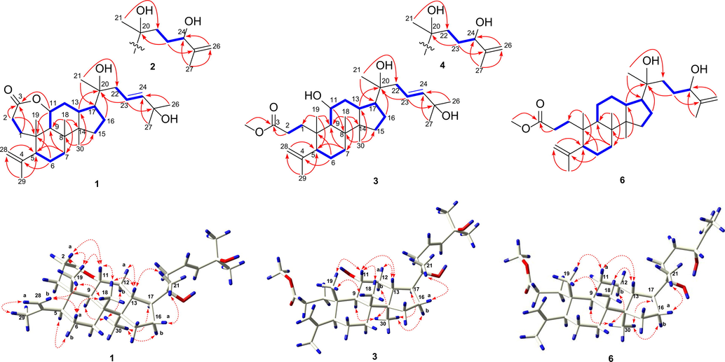 Key 1H–1H COSY (blue thick bonds) and HMBC (red solid arrows) correlations of compounds 1–4, and 6, together with NOESY (red dash arrows) correlations of compounds 1, 3, and 6.