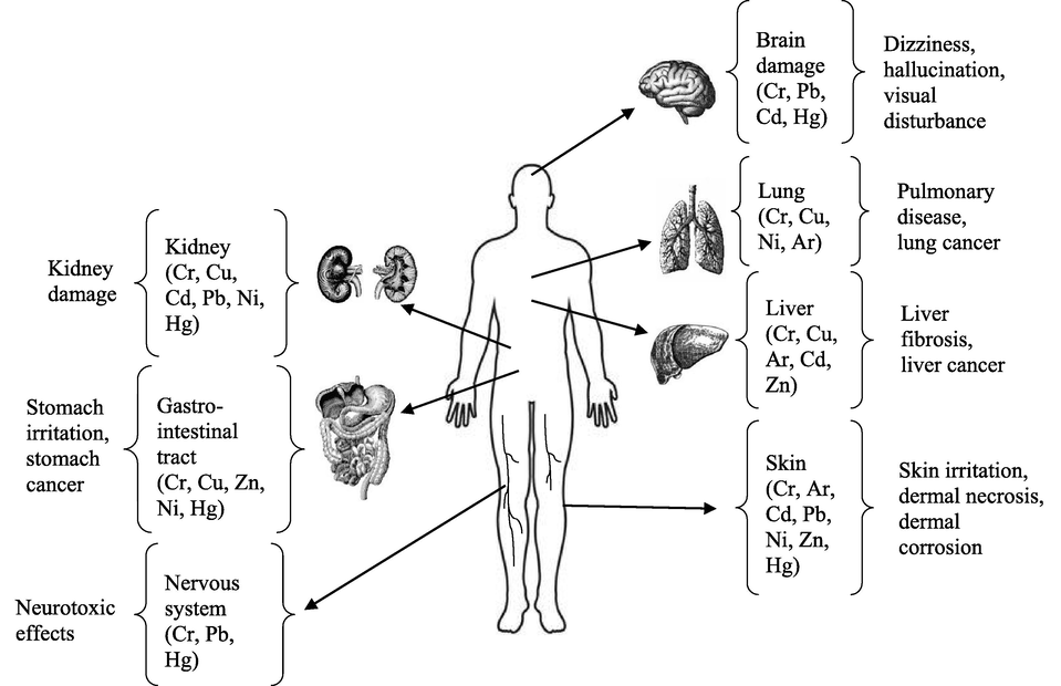 Health effects due to exposure of the human body to toxic metals, including Cr (Pavithra, 2020).