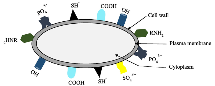 Possible absorption sites contributing to metal excluding (avoidance) mechanisms (Richmond and Hu, 2013).