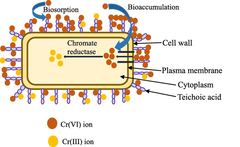 Schematic chromium remediation mechanism by bacteria.