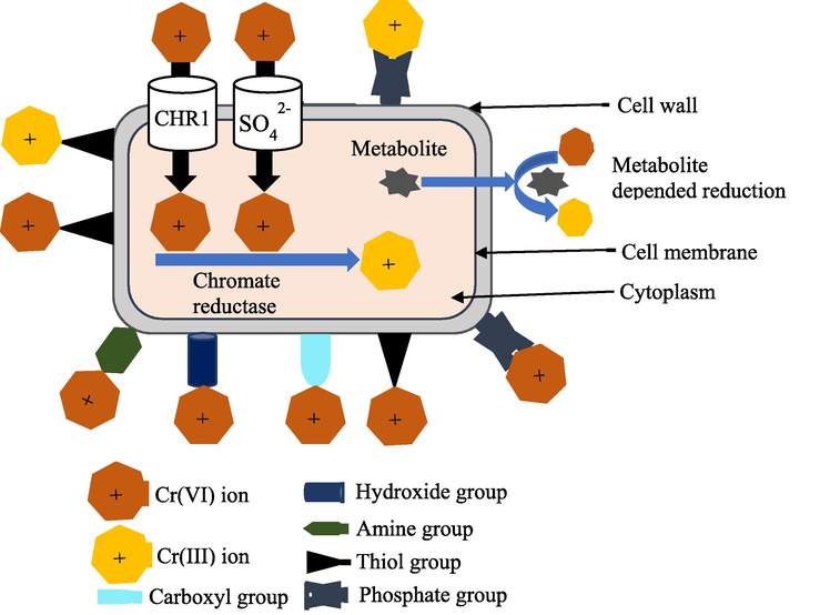 Schematic chromium remediation mechanism by fungi.