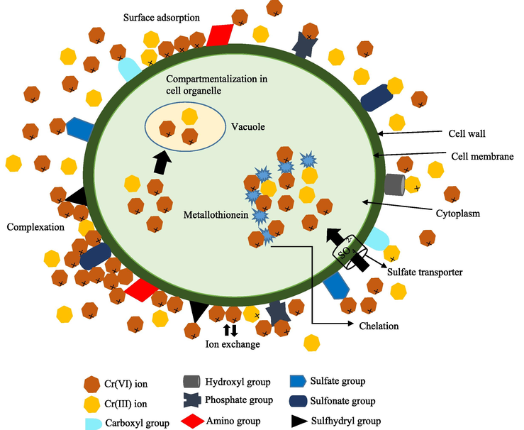 Schematic chromium remediation mechanism by microalgae (Javanbakht et al., 2014; Monteiro et al., 2012).