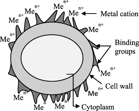 Biosorption mechanism (Chojnacka, 2010).
