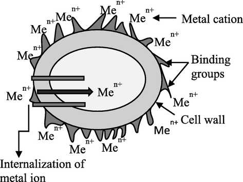 Bioaccumulation mechanism (Chojnacka, 2010).