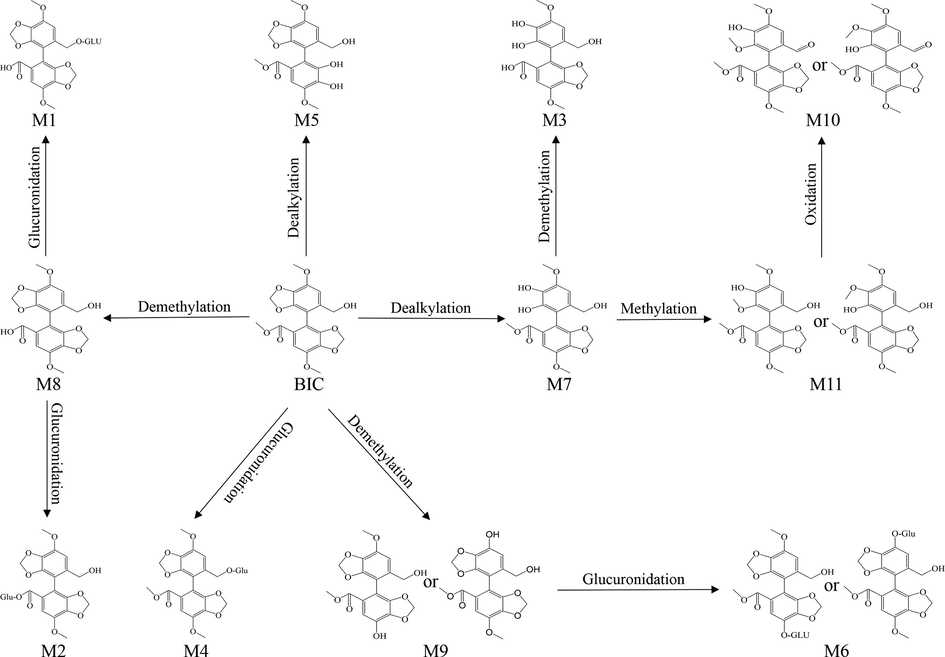 The metabolic pathway of BIC in rat urine.