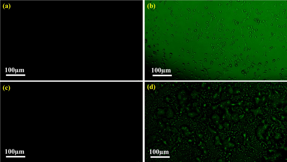 Fluorescence microscope images (a) L6 cells in the absence of N-CDs, (b) L6 cells in the presence of N-CDs, (c) SKMEL cells in the absence of N-CDs and (d) SKMEL cells in the presence of N-CDs.