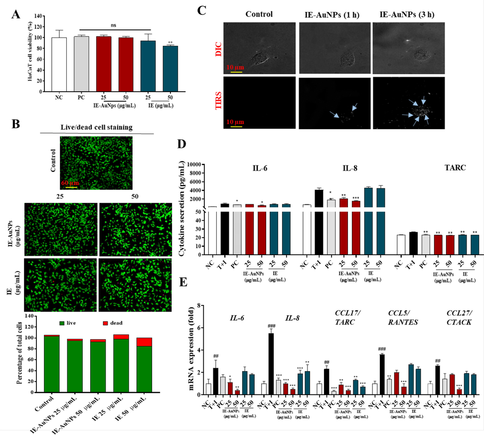 Toxicity and anti-inflammatory activity evaluation of IE-AuNPs and IE against human epidermal keratinocytes (HaCaT cells). (A) Cell viability of IE-AuNPs, IE and PC on HaCaT cells, as determined using MTT assay. (B) LIVE and DEAD staining in IE-AuNPs and IE treated HaCaT cells. (C) Differential interference contrast (DIC) and total internal reflection scattering (TIRS) microscopic images of the cellular uptake of IE-AuNPs in HaCaT cells. (D) Cytokines secretion (IL-6, IL-8, and TARC) evaluation using ELISA. (E) The mRNA expression analysis of IL-6, IL-8, CCL17/TARC, CCL5/RANTES, and CCL27/CTACK. NC, negative control treated with medium alone; T + I, inflammation-induced control treated with T + I alone; PC, positive control treated with dexamethasone followed by T + I stimulation. The crosshatch marks indicate significant differences between NC and T + I, and asterisks indicate significant differences between T + I and each group. # and * p < 0.05; ## ** p < 0.01; and *** p < 0.001.