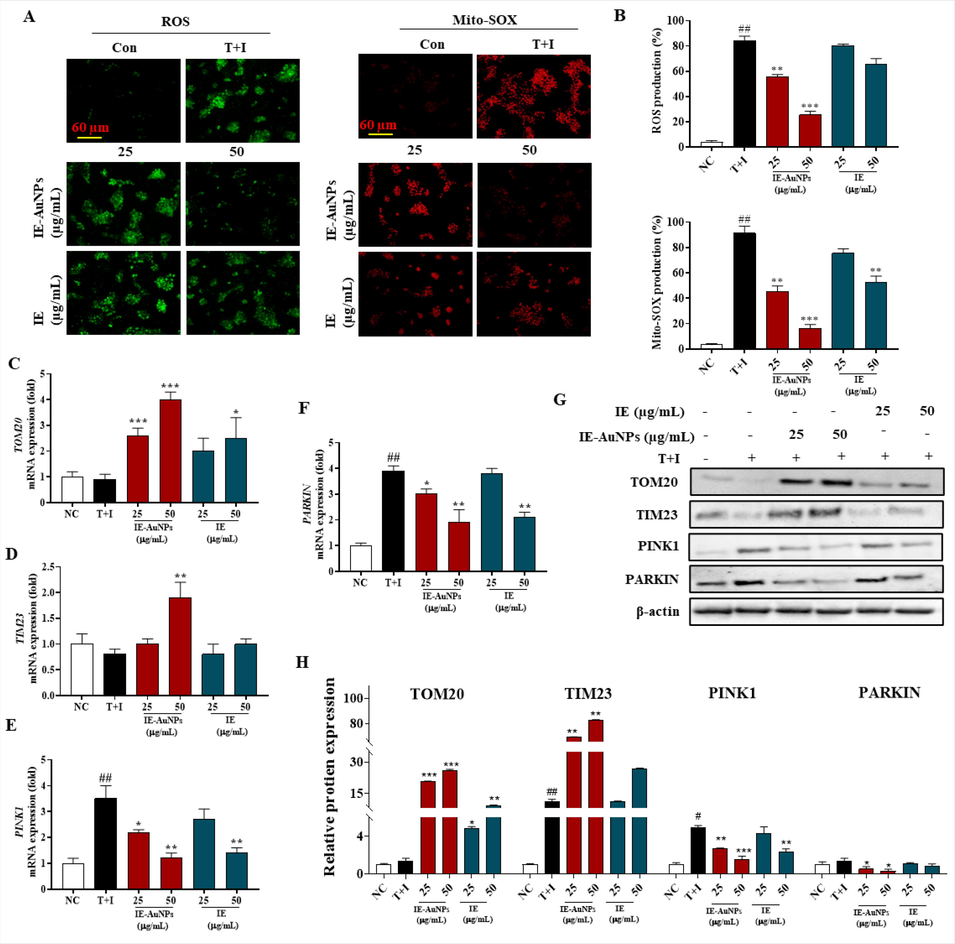 IE-AuNPs alleviate T + I-induced mitochondrial dysfunction in HaCaT cells. (A) Fluorescence images and (B) quantification of the results from HaCaT cells treated with IE-AuNPs, following staining with ROS and Mito-SOX. (C) mRNA expression levels of TOM20, (D) TIM23, (E) PINK1, and (F) PARKIN were analyzed using qPCR. (G) Immunoblot analysis of TOM20, TIM23, PINK1, and PARKIN protein expression, with all bands standardized to β-actin. Negative control (NC) cells were treated with medium alone, inflammation-induced control (T + I) cells were treated with T + I alone. The crosshatch marks indicate significant differences between NC and T + I, and asterisks indicate significant differences between T + I and each group. # and * p < 0.05; ## and ** p < 0.01; and *** p < 0.001.