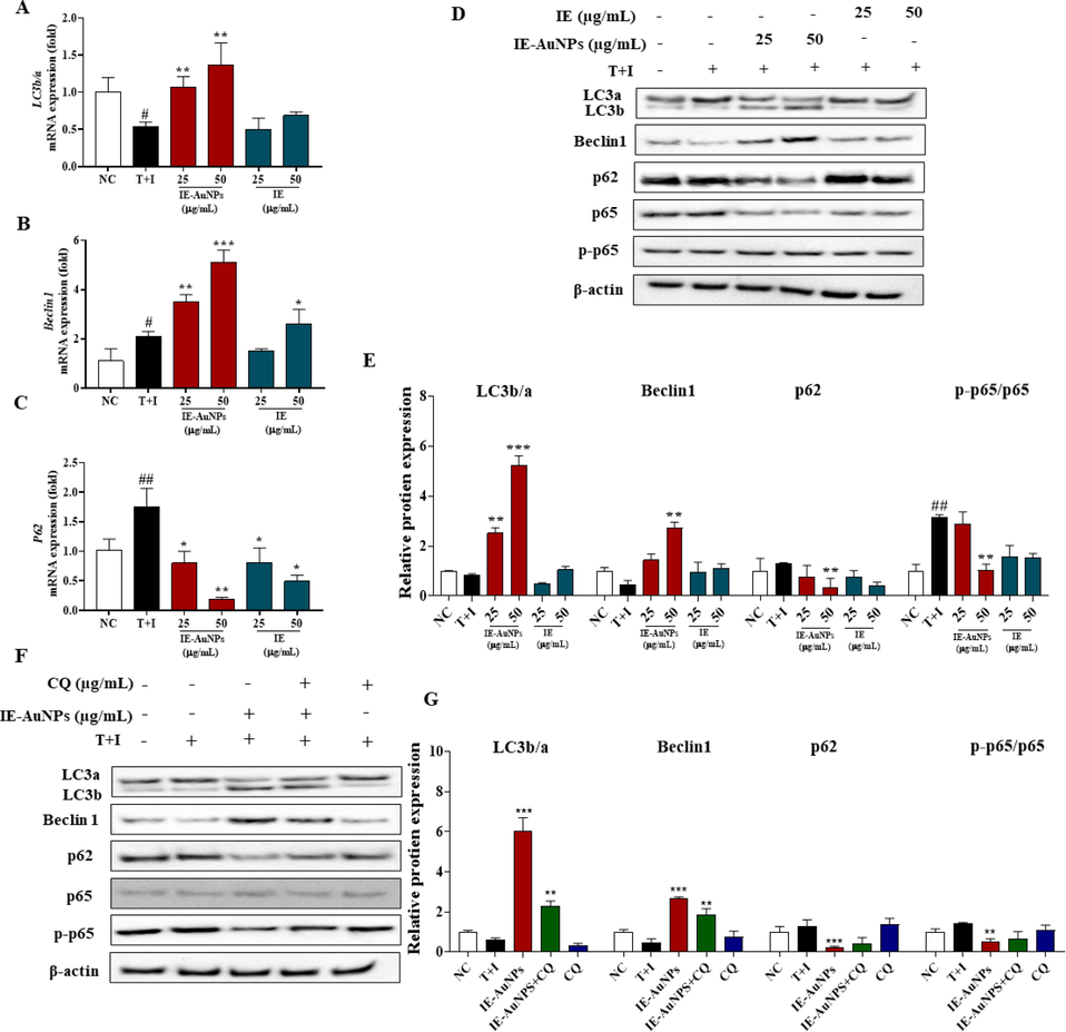 IE-AuNPs enhance autophagic flux in HaCaT cells. (A) mRNA expression levels of LC3b/a, (B) Beclin, and (C) p62 were analyzed using quantitative PCR. (D) Protein expression levels of LC3b/a, Beclin, p62, p65, and p-p65 were analyzed using immunoblotting. (E) Quantification of the results using Image J software. (F) Autophagy flux markers were inhibited by chloroquine (CQ). (G) Quantification of the results using Image J software. Negative control (NC) cells were treated with medium alone; inflammation-induced control (T + I) cells were treated with T + I alone. The crosshatch marks indicate significant differences between NC and T + I, and asterisks indicate significant differences between T + I and each group. # and * p < 0.05; ## and ** p < 0.01; and *** p < 0.001.