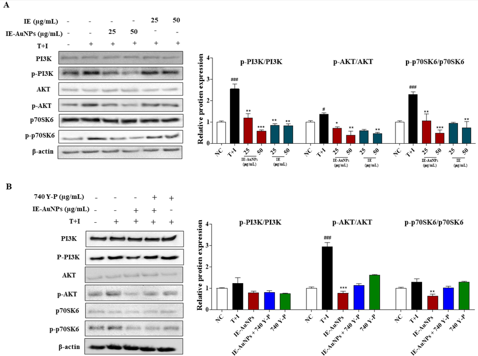 The mechanism of IE-AuNPs in suppressing pro-inflammatory mediators and inducing autophagy through the PI3K/AKT signaling pathway. (A) shows the protein expression of PI3K, p-PI3K, AKT, p-AKT, p70SK6, and p-p70SK6 analyzed using immunoblotting, and all their bands were analyzed and standardized to β-actin. (B) shows the effect of IE-AuNPs on the PI3K/AKT signaling pathway in HaCaT cells with the application of the PI3K activator 740Y-P (30 μM). The negative control (NC) was treated with medium alone, and the inflammation-induced control (T + I) was treated with T + I alone. The crosshatch marks indicate significant differences between NC and T + I, and asterisks indicate significant differences between T + I and each group. # and * p < 0.05; ## and ** p < 0.01; and *** p < 0.001.