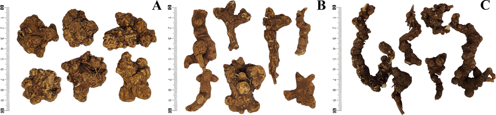 Samples of the rhizome of Atractylodes chinensis (RAC) and Atractylodes japonica (RAJ). (A) Cultivated RAC (Hebei, China). (B) Wild RAC (Inner Monggol, China). (C) Wild RAJ (Heilongjiang, China).