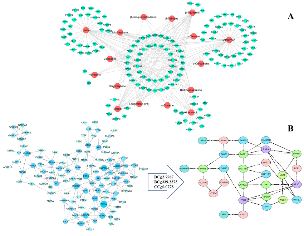 Target network analysis of the rhizome of Atractylodes chinensis (RAC). (A) “Ingredients–targets” network consisting of 16 components in RAC and 135 targets. (The hexagon is the ingredient and the circle is the target.) (B) PPI network and interaction diagram of core targets. The PPI network consisting of 135 targets was further analyzed and 29 core targets were identified based on the thresholds of DC ≥ 3.80, BC ≥ 339.24, and CC ≥ 0.08. (The size and color were correlated to the degrees of targets in network: the big size and deep color with blue means high degree of this target.).