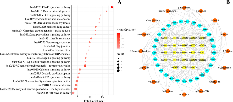 Network pharmacology diagrams of RAC: (A) Kyoto Encyclopedia of Genes and Genomes (KEGG) pathway analysis involved in 29 core targets. (The bubble size represents the number of enriched genes in the pathway, and the larger the bubble, the more enriched genes there are; the color of the bubble represents the significance of enrichment, i.e., p-value, and the darker the color, the more significant the enrichment of the pathway.) (B) Active components–targets–pathways network consisting of 16 components, 29 core targets and 23 pathways. (The hexagon is the active ingredient, the circle is the target, and the rectangle is the pathway.).