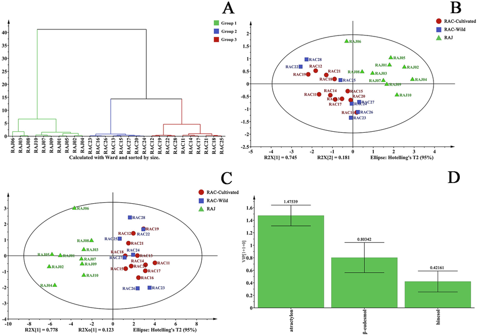 Chemometrics analysis of the rhizome of Atractylodes chinensis (RAC) samples. (A) Hierarchical cluster analysis (HCA). All samples can be roughly divided into two categories, with RAJs comprising cluster I and wild and cultivated RACs comprising cluster II. (B) Principal component analysis (PCA). (C) Orthogonal partial least squares–discriminant analysis (OPLS-DA). (D) Variable importance of the projection (VIP) values. The VIP values of atractylon, β-eudesmol, and hinesol were 1.48, 0.80, and 0.42, respectively.