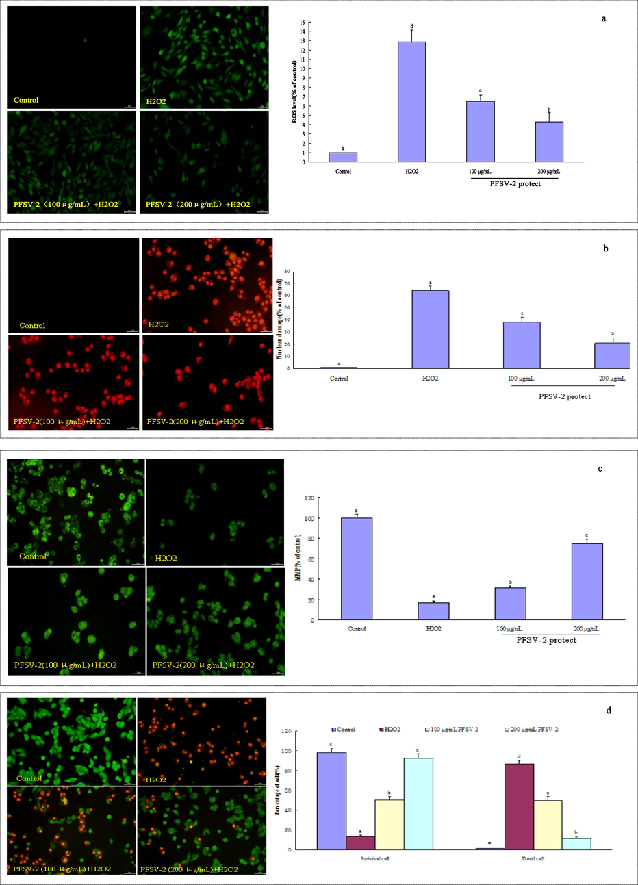 PFSV-2 protects L929 cells against H2O2-induced oxidative damage. (a) ROS level using DCFH-DA staining, (b)nuclear damage using PI staining, (c) mitochondrial membrane potential detection using Rh123 staining, (d) morpholgical apoptotic cells using AO/EB staining, and (f) flow cytometric analysis of apoptotic cells using annexin V-FITC and PI staining.