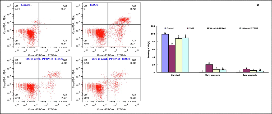 PFSV-2 protects L929 cells against H2O2-induced oxidative damage. (a) ROS level using DCFH-DA staining, (b)nuclear damage using PI staining, (c) mitochondrial membrane potential detection using Rh123 staining, (d) morpholgical apoptotic cells using AO/EB staining, and (f) flow cytometric analysis of apoptotic cells using annexin V-FITC and PI staining.