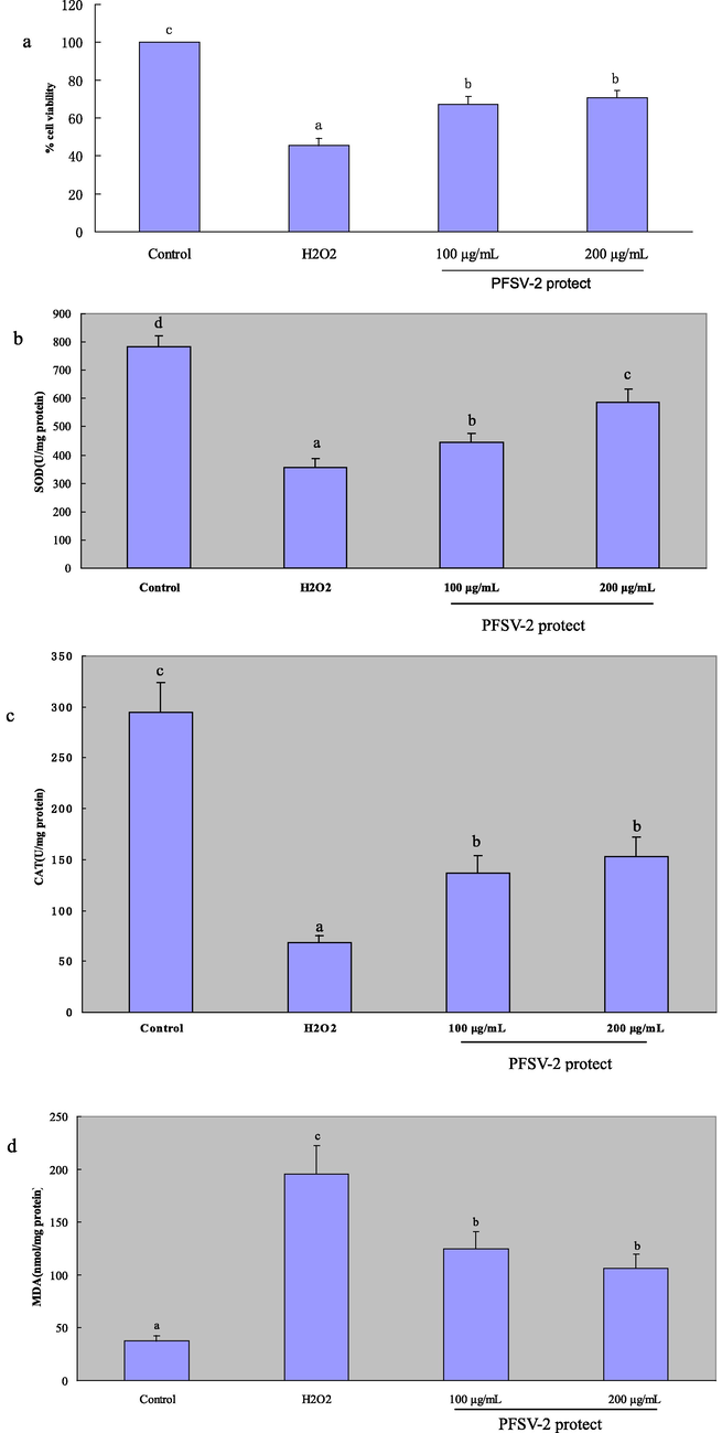 (a) The protective effects of PFSV-2 against H2O2-induced cell death in L929 cells; (b)SOD activity of each treated cells; (c) CAT activity of each treated cells; (d) MDA content of each treated cells. Bar indicates means ± SD. Bars without the same superscripts (a-d) denote significant difference (p < 0.05).