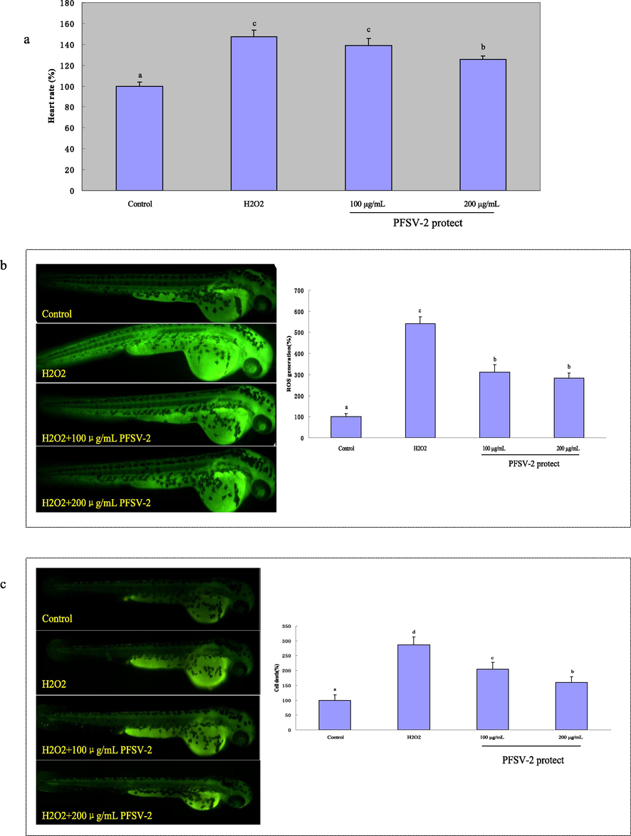 The heart rates, ROS generation and cell death of zebrafish after pretreatment with PFSV-2 and/or treated with H2O2: (a) heart rate; (b) ROS generation, and (c) cell death. ROS and cell death levels were measured by Image J software. Bar indicates means ± SD. Bars without the same superscripts (a-d) denote significant difference (p < 0.05).