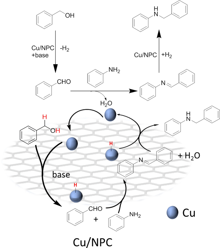 Proposed mechanism for the reaction of aniline and benzyl alcohol over Cu/NPC.