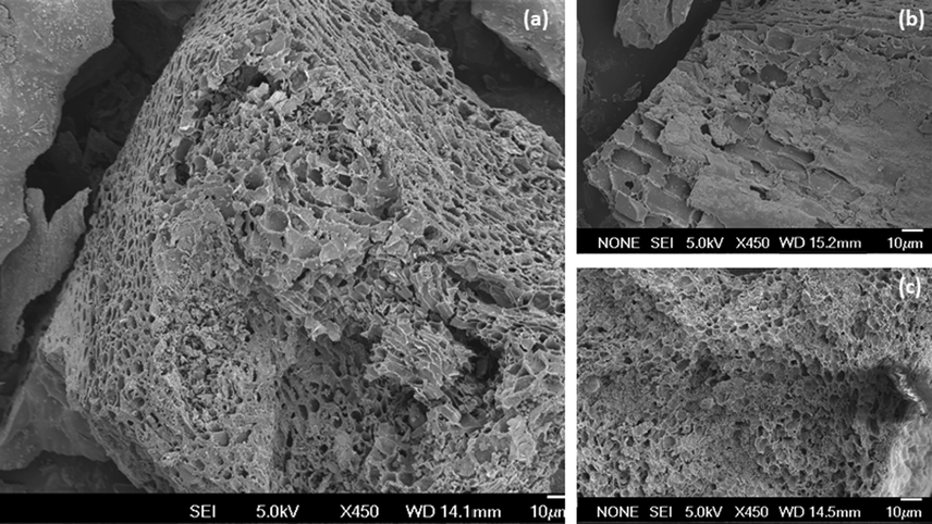 Fe-SEM micrograph of (a) PRHB, (b) DRHB and (c) DRHB after adsorption.