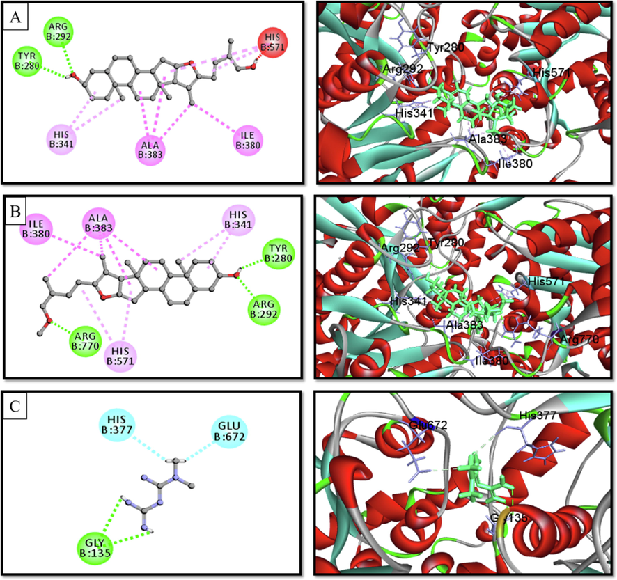 2D & 3D interactions of (A) Pseduosarsasapogenin-5,20-dien, (B) pseduosarsasapogenin-5,20-dien methyl ether, and (C) metformin with glycogen phosphorylase (PDB ID. 1NOI) (Pose predicted by AutoDock Vina).