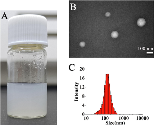 Morphology and particle size of GA-DA-CH-Lips.