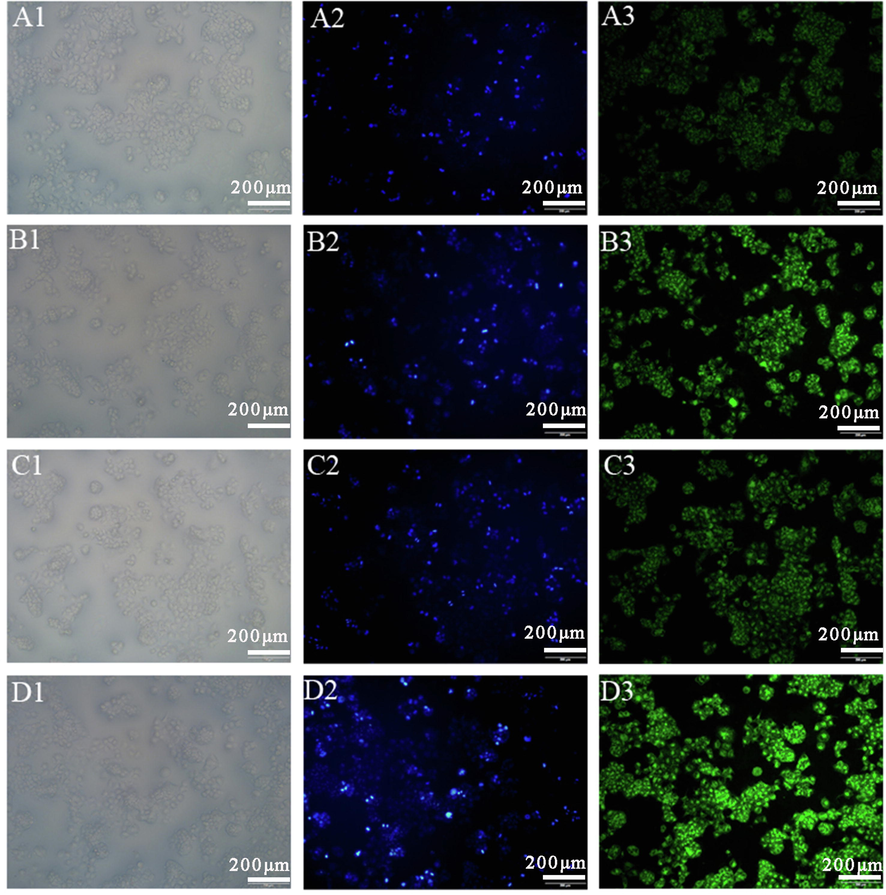 Cellular uptake of HepG2 cells after incubation with Cou6-GA-DA-CH-Lips and Cou6-Lips. Bright field image in Column 1 shows the cells’ distribution, and blue fluorescence in column 2 shows DAPI nuclear staining of HepG2 cells. Green fluorescence in column 3 indicates cellular uptake efficiency of Cou6. A-D groups are different experimental conditions. (A) Cou6-Lips (0.1 μg/mL), (B) Cou6-GA-DA-CH-Lips (0.1 μg/mL), (C) Cou6-Lips (0.2 μg/mL), (D) Cou6-GA-DA-CH-Lips (0.2 μg/mL).