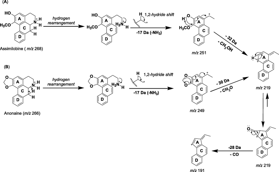 Proposed fragmentation pathway of aporphine alkaloids. (A) Asimilobine: presence of vicinal hydroxyl and methoxyl groups at ring A. (B) Anonaine: methylenedioxy bridge at ring A.