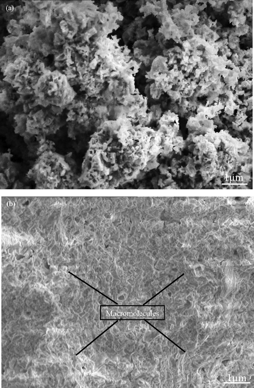 SEM images of the mineralization of the eggshell added zirconia scaffolds after (a) 1 week (b) 5 weeks.