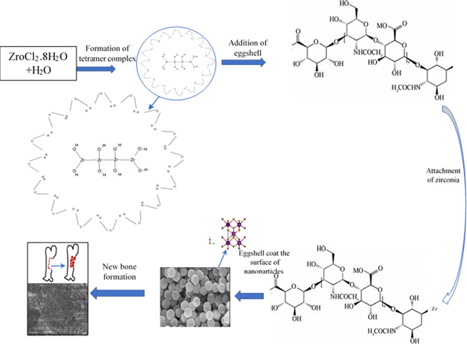 Chemical structure formulation and application schematic of eggshell added zirconia.