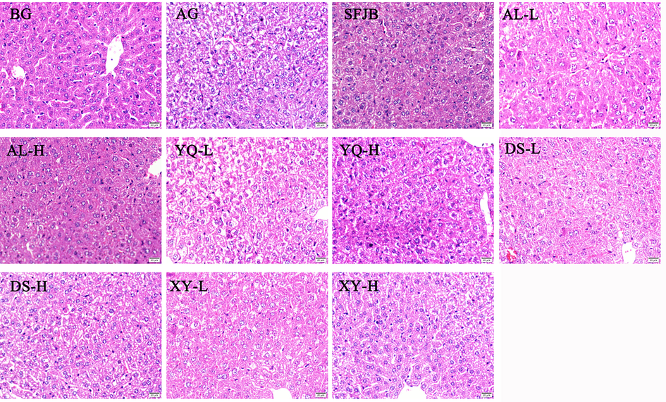 High dose of AL D. officinale extract ameliorates liver pathological damage in mice. HE stain, ×400. BG represents the blank group, AG represents the model group, SFJB represents the positive control group, AL represents the D. officinale extract group in Anlong, Guizhou, YQ represents the D. officinale extract group in Yueqing, Zhejiang, DS represents the D. officinale extract group in Dushan, Guizhou, and XY represents the D. officinale extract group in Xingyi, Guizhou, where -L indicates the D. officinale extract low dose group and -H indicates the D. officinale extract high dose group.