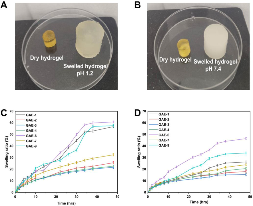 The appearance of hydrogels after swelling at a pH of 1.2 (A) versus a pH of 7.4 (B). The swelling curves for hydrogels at 1.2 pH (C) and 7.4 pH (D) over time.