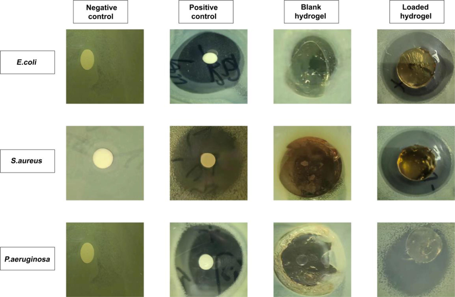 The zones of inhibition against E. coli, S. aureus, and P. aeruginosa of negative control, positive control (cefepime), blank and TWHF-SD-loaded hydrogels.