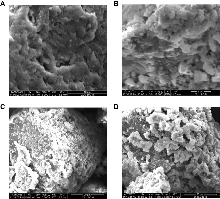 Morphological characteristics of unloaded hydrogels at 6000× (A), 12000× (B) and TWHF-SD-loaded hydrogels at 5000× (C) and 5000× (D).