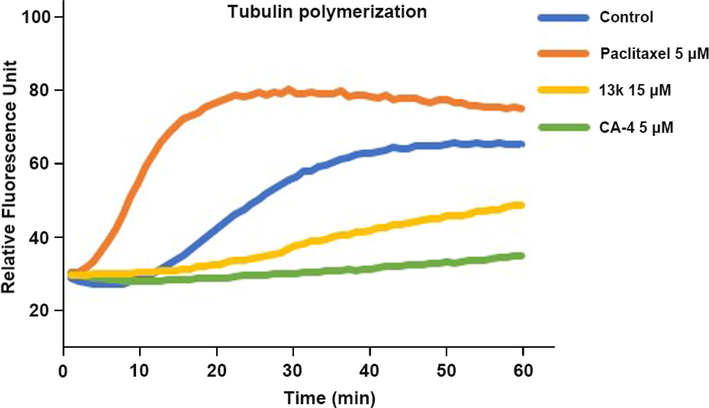 Effects of compound 13k on tubulin polymerization.