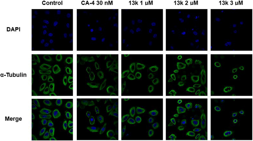 Effects of compound 13k (1 μM, 2 μM, and 3 μM) and CA-4 (30 nM), on the cellular microtubule network and microtubule reassemble by immunofluorescence.