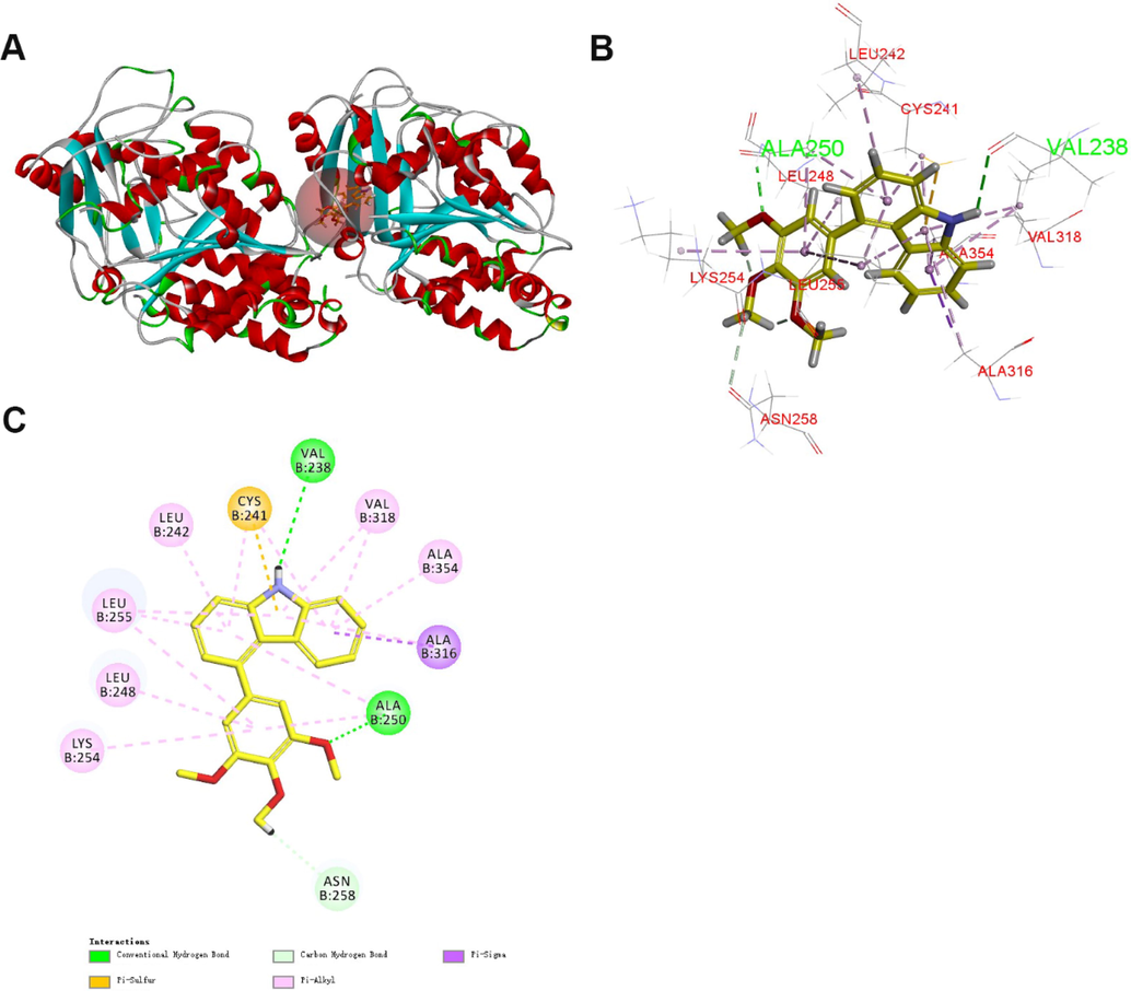 (A) Predicted mode for compound 13k (yellow) binding in the colchicine binding site of tubulin (PDB: 1SA0); (B and C) Docking conformation of compound 13k in the colchicine binding site of tubulin.