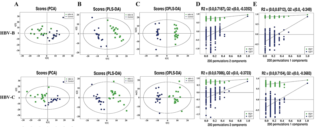 Multivariate statistical analyses of the serum samples of patients infected with HBV genotypes B and C in POS mode. (A) PCA, (B) PLS-DA, and (C) OPLS-DA scores of the overall sample. (D) PLS-DA and (E) OPLS-DA were performed for the permutation test (200 times).