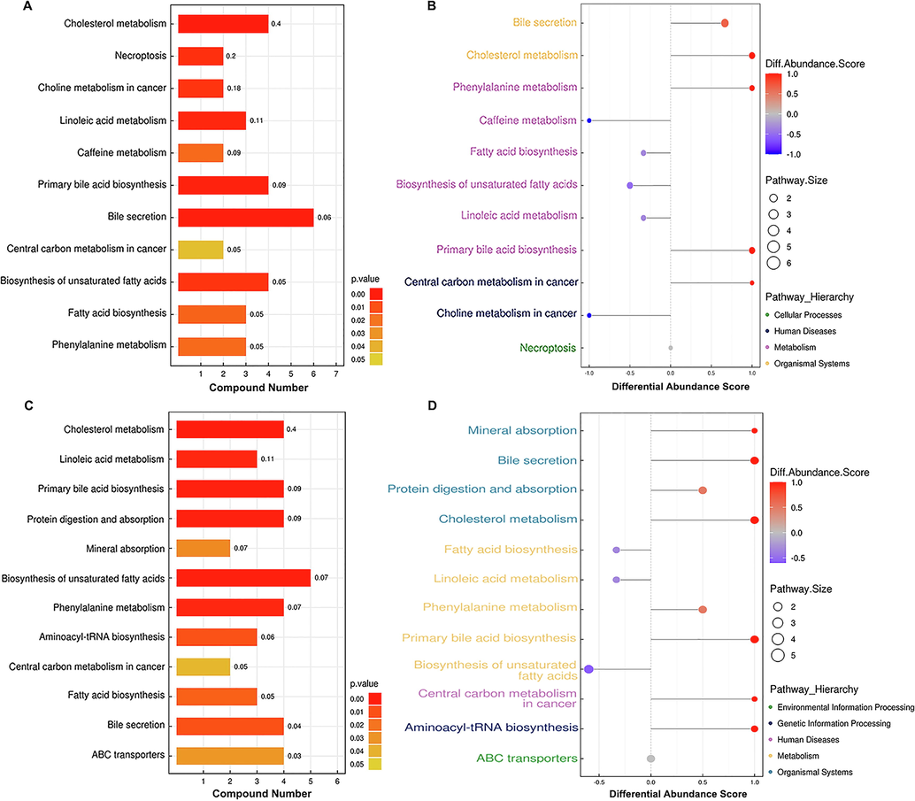 KEGG annotation of the dysregulated metabolites. (A) KEGG pathway enrichment of the differentially expressed metabolites and (B) differential abundance score map of the metabolic pathways dysregulated between healthy individuals and the HBV-B group.(C) KEGG pathway enrichment of the differentially expressed metabolites and (D) differential abundance score map of the metabolic pathways dysregulated between healthy controls and the HBV-C group.