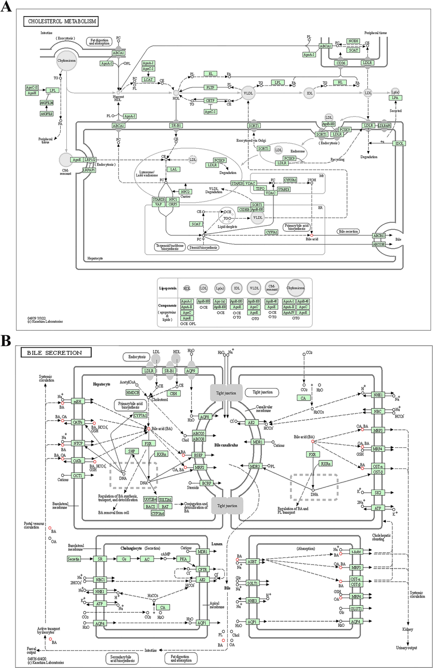 The key signaling pathways identified by analysis of the serum samples of patients infected with HBV genotypes B and C. KEGG pathway-based enrichment analysis revealed that the dysregulated metabolites were associated with (A) cholesterol metabolism and (B) bile secretion.