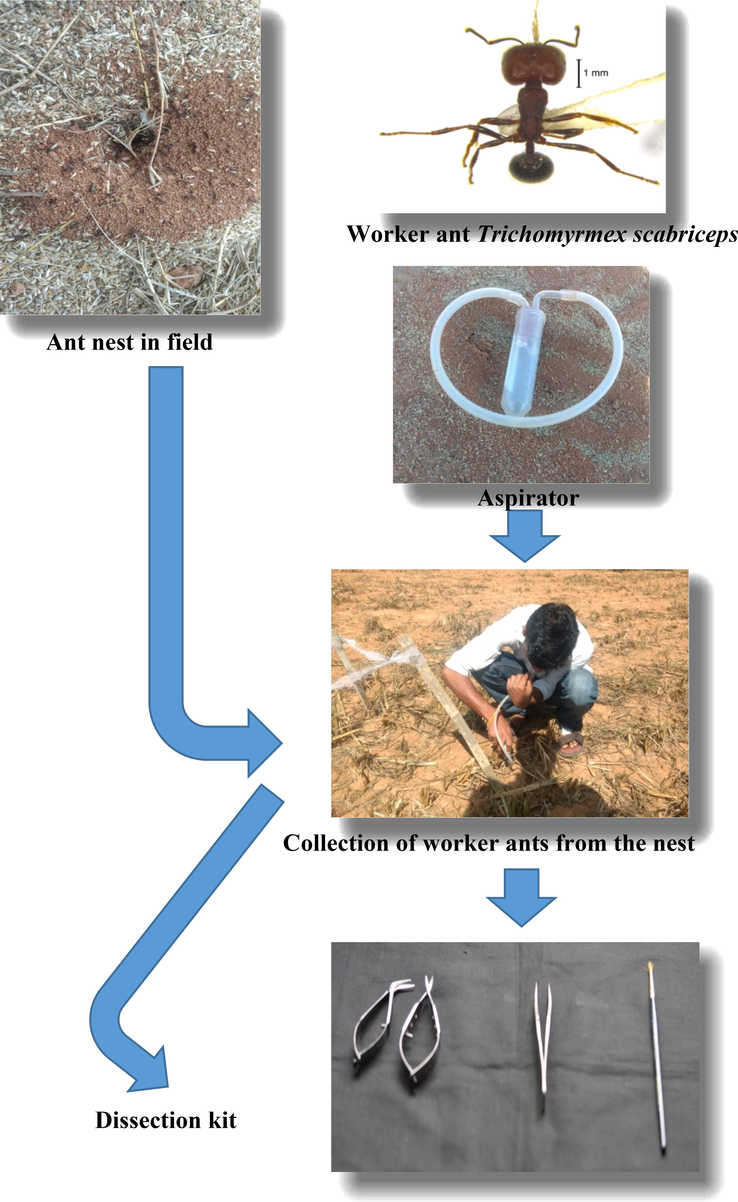 Collection of worker ants of Trichomyrmex scabriceps from the field.