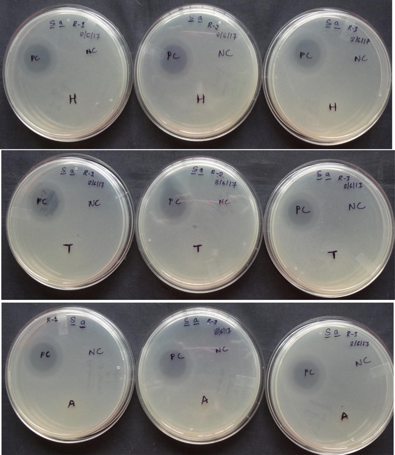 Antimicrobial activity of crude peptides a. head, b. thorax and c. abdomen of Trichomyrmex scabriceps using Staphylococcus aureus (gram + ve bacteria) by spot on lawn bioassay method after 24 h of treatment (in vitro) (PC-Positive Control-Tetracycline 1 µg/1µl) (NC-Negative Control-Acetonitrile 50%), H-Head, T-Thorax and A-Abdomen.