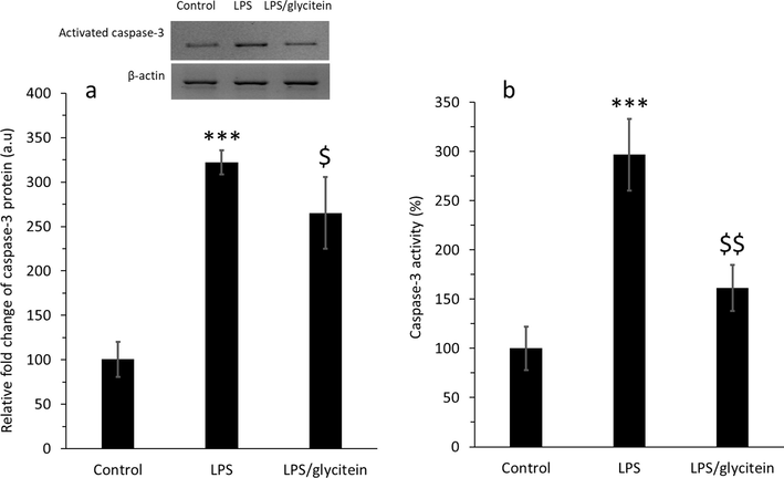 (a) The evaluation of activated caspase-3 in the protein level using western blot analysis in cultured spinal cord neurons after 24 h treatment with LPS (100 ng/mL) without or with co-treatment with glycitein (5 µM). (b) The investigation of caspase-3 activity in cultured spinal cord neurons after 24 h treatment with LPS (100 ng/mL) without or with co-treatment with glycitein (5 µM). Each data expresses the mean ± SEM (n = 3). *** p < 0.001, significant difference versus negative control cells; $ p < 0.05 and $$ p < 0.01, significant difference versus LPS-treated group.