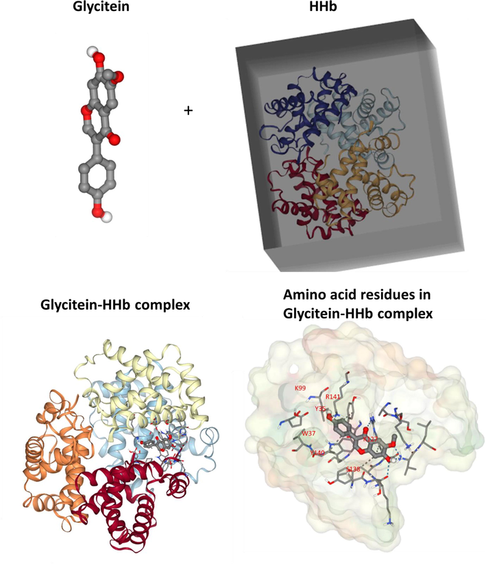 Molecular docking study of HHb upon interaction with glycitein.