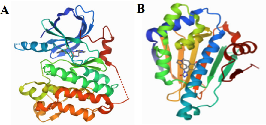 (A) 3D Structure of HER2 kinase (B) 3D Structure of HSP90.